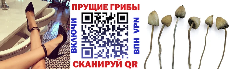 blacksprut зеркало  Кяхта  Псилоцибиновые грибы мицелий 
